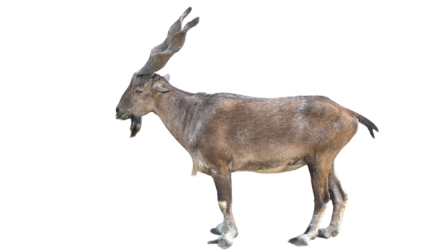 Markhor (Capra falconeri) Pakistan National Animal Isolated on a White Background with Copy Text Space. Iconic Wild Goat Element for Wildlife Posters, Cultural Themes, and Nature-Inspired Designs. PNG