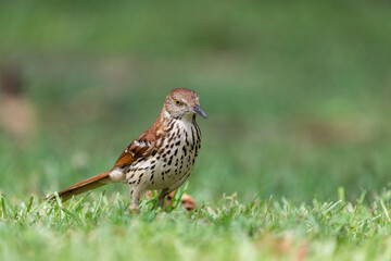 Brown thrasher on the ground