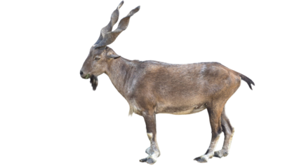 Markhor (Capra falconeri) Pakistan National Animal Isolated on a White Background with Copy Text Space. Iconic Wild Goat Element for Wildlife Posters, Cultural Themes, and Nature-Inspired Designs. PNG