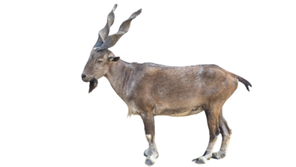 Markhor (Capra falconeri) Pakistan National Animal Isolated on a White Background with Copy Text Space. Iconic Wild Goat Element for Wildlife Posters, Cultural Themes, and Nature-Inspired Designs. PNG