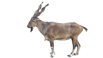 Markhor (Capra falconeri) Pakistan National Animal Isolated on a White Background with Copy Text...