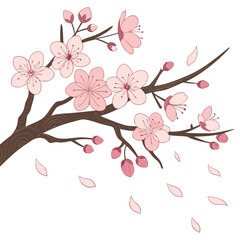 Delicate cherry blossom branches adorned with gracefully falling petals creating a serene and beautiful springtime scene in a vector design format