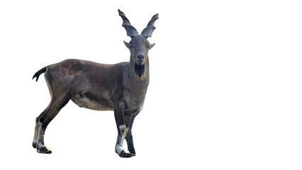 Markhor (Capra falconeri) Pakistan National Animal Isolated on a White Background with Copy Text Space. Iconic Wild Goat Element for Wildlife Posters, Cultural Themes, and Nature-Inspired Designs. PNG