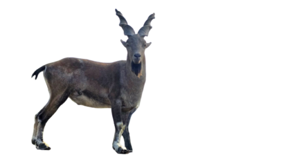 Markhor (Capra falconeri) Pakistan National Animal Isolated on a White Background with Copy Text Space. Iconic Wild Goat Element for Wildlife Posters, Cultural Themes, and Nature-Inspired Designs. PNG