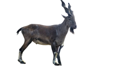 Markhor (Capra falconeri) Pakistan National Animal Isolated on a White Background with Copy Text Space. Iconic Wild Goat Element for Wildlife Posters, Cultural Themes, and Nature-Inspired Designs. PNG