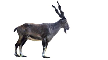 Markhor (Capra falconeri) Pakistan National Animal Isolated on a White Background with Copy Text Space. Iconic Wild Goat Element for Wildlife Posters, Cultural Themes, and Nature-Inspired Designs. PNG