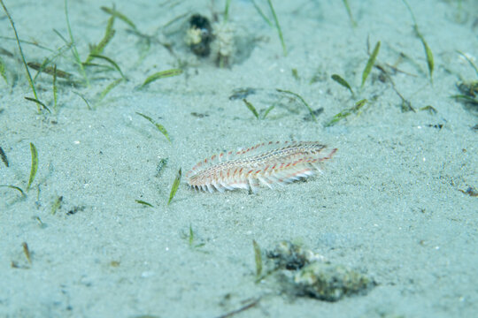 Bearded Fireworm walking at bottom of the ocean