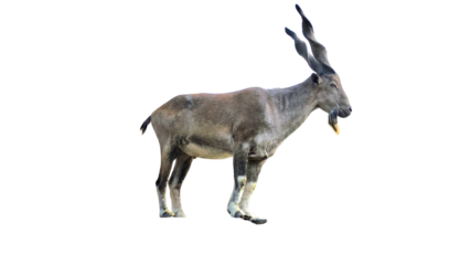 Markhor (Capra falconeri) Pakistan National Animal Isolated on a White Background with Copy Text Space. Iconic Wild Goat Element for Wildlife Posters, Cultural Themes, and Nature-Inspired Designs. PNG