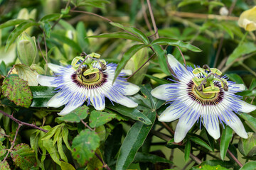 Blue flower leaves or Passiflora (Passiflora caerulea)