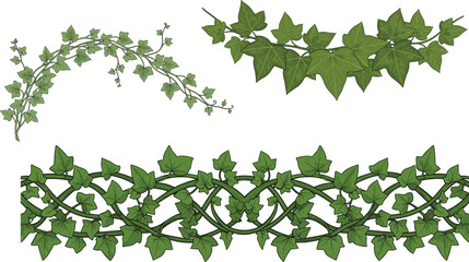 Green Ivy Vine Vector Set – Decorative Climbing Plant Elements for Borders, Frames, Garden Design, Nature Decoration, and Botanical Illustration Projects
