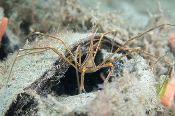 Yellowline arrow crab on the reef