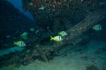 Porkfish swimming next to reef
