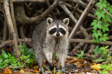 Racoon walking in the mangroves