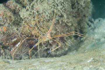 Yellowline arrow crab on the reef