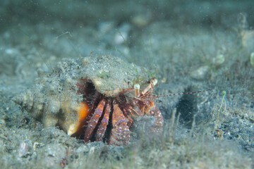 Stareye Hermit Crab on seafloor