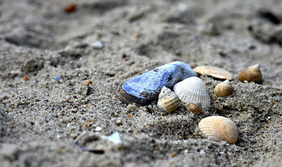 Macro photograph of different seashells lying on sandy beach. The image shows a blue mussel shell and small snail shells in natural light, creating a peaceful and coastal atmosphere.