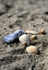 Close-up of seashells arranged in the sand with a soft blurred background. Minimalist beach scene perfect for postcards, wallpapers, or holiday designs.