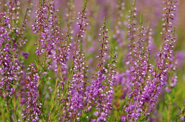 Heather flowers