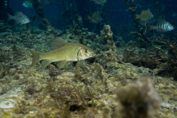 Chubsucker at the bottom of natural spring