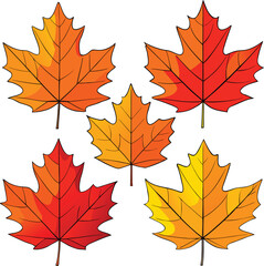 Colorful bright autumn maple leaves set, isolated on white background with seasonal fall foliage