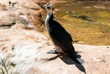 Little Pied Cormorant (Microcarbo melanoleucos)