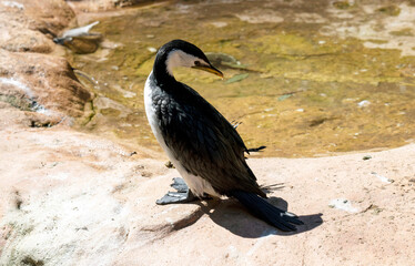 Little Pied Cormorant (Microcarbo melanoleucos)