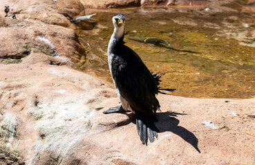 Little Pied Cormorant (Microcarbo melanoleucos)