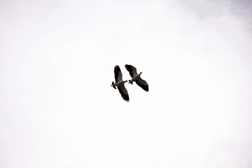 Masked Lapwing (Vanellus miles)