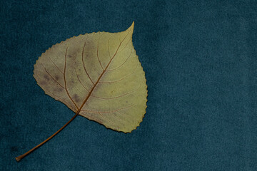 Dried leaf of poplar tree with pronounced veins and long petiole and lying on dark blue velour as a...