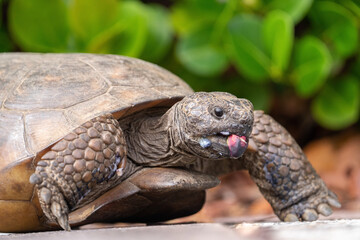 Gopher tortiose eating a snack