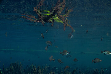 Bluegill in clear Florida Spring
