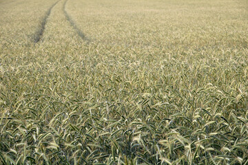 Golden grain field with ripe ears before harvest
