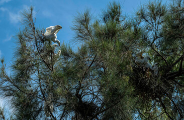 Rookery of Great Egrets (Ardea alba) nesting