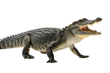 Naklejka premium American Alligator Powerful Predator of the Everglades