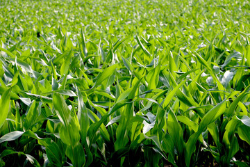 Green corn leaves in summer light, close-up detail