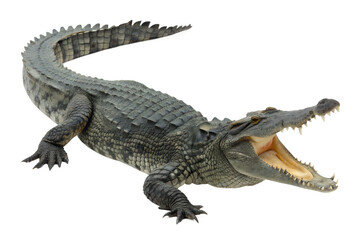 Aggressive wild crocodile with a wide open mouth showing sharp teeth in a dangerous closeup portrait of a predatory reptile isolated on a white background