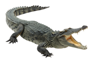 Aggressive wild crocodile with a wide open mouth showing sharp teeth in a dangerous closeup portrait of a predatory reptile isolated on a white background