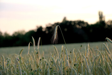 Single grain spike at sunset, shallow depth of field