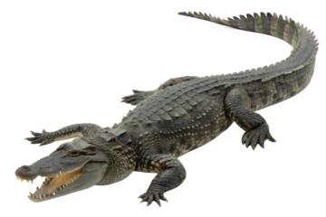 Powerful alligator with gaping jaws, showcasing its reptilian strength and dangerous presence as a formidable apex predator from tropical wetlands