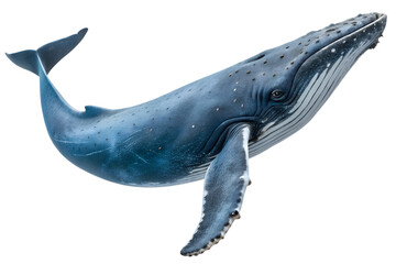 Fototapeta premium Magnificent Humpback Whale A Majestic Marine Giant Gliding Through the Deep Blue Ocean, Showcasing Its Beauty and Grace