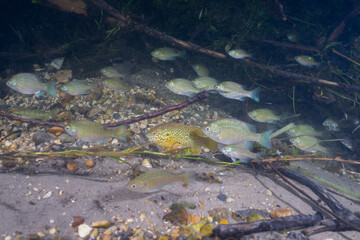 School of sunfish swimming in clear creek
