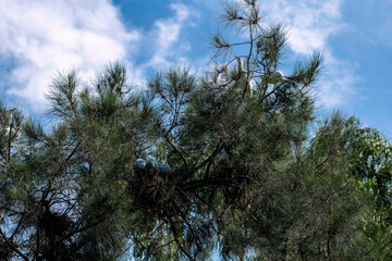 Rookery of Great Egrets (Ardea alba) nesting