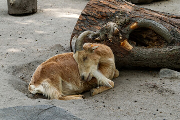 Goat in the zoo Toruń © Weronika
