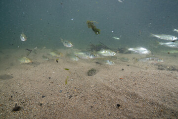 School of common shiners in a creek