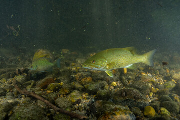 Curious smallmouth bass in creek