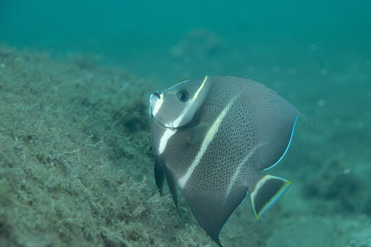 Gray anglefish swimming in the ocean