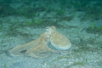 Common octopus on the hunt