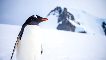 Obraz premium Gentoo penguin in icy landscape