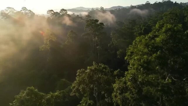 Morning Mist Over Lush Forest: A breathtaking aerial view unveils a verdant rainforest canopy, swathed in a dreamy veil of morning mist as the golden rays of dawn gently illuminate the scene.