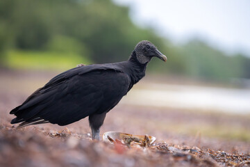 Black vulture standing on seaweed